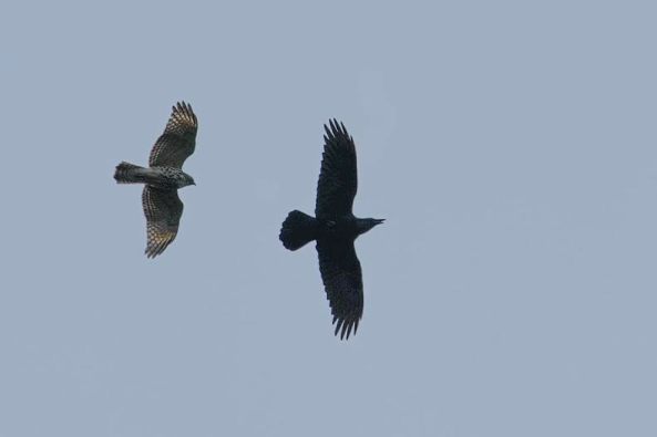 Immature Red-shouldered Hawk & Common Raven. Photograph by Cliff Otto